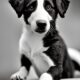 Chegada do verão alerta para os passeios com cães. Cuidados essenciais para garantir o bem-estar dos animais. Com a chegada do verão, as altas temperaturas trazem novos cuidados e alertas para os tutores de cães, especialmente durante os passeios. Embora seja uma excelente oportunidade para socializar e exercitar os animais, os dias quentes exigem precauções para garantir o bem-estar dos pets. Uma das principais preocupações no verão é o risco de superaquecimento. Os cães não suam como os seres humanos e, portanto, têm mais dificuldade em regular a temperatura corporal. O calor excessivo pode levar a problemas como a desidratação, queimaduras nas patas e até o golpe de calor, que pode ser fatal se não tratado rapidamente. Por isso, é essencial escolher o horário adequado para os passeios. As primeiras horas da manhã e o final da tarde, quando o sol está mais ameno, são as melhores opções. Durante o dia, principalmente entre 10h e 16h, o asfalto pode alcançar temperaturas extremamente altas, o que pode causar queimaduras nas patas do animal. Por isso, é sempre bom testar o chão com a mão antes de sair para garantir que ele esteja confortável para caminhar. Além disso, manter o cão hidratado é fundamental. Leve sempre uma garrafinha de água e uma tigela portátil para oferecer ao seu pet durante o passeio. Evite também lugares fechados e mal ventilados, como o carro, que podem rapidamente se transformar em um forno quente. É importante também prestar atenção aos sinais de cansaço ou desconforto do animal. Se o cachorro começar a ofegar excessivamente, parar de caminhar ou demonstrar sinais de letargia, é hora de encerrar o passeio e procurar um local fresco para ele se recuperar. Outro aspecto a ser considerado é o tipo de pelagem do cão. Raças com pelos mais longos ou com focinho curto, como os buldogues e os pugs, têm maior dificuldade para lidar com o calor. Esses cães exigem ainda mais atenção e cuidado em dias quentes, sendo recomendada a redução do tempo de passeio e a escolha de locais mais frescos. O verão é uma estação que oferece momentos divertidos e agradáveis ao lado do seu cão, mas é importante lembrar que a segurança e o conforto do animal devem ser sempre prioritários. Com as devidas precauções, tanto tutores quanto pets podem aproveitar a estação com saúde e alegria.
